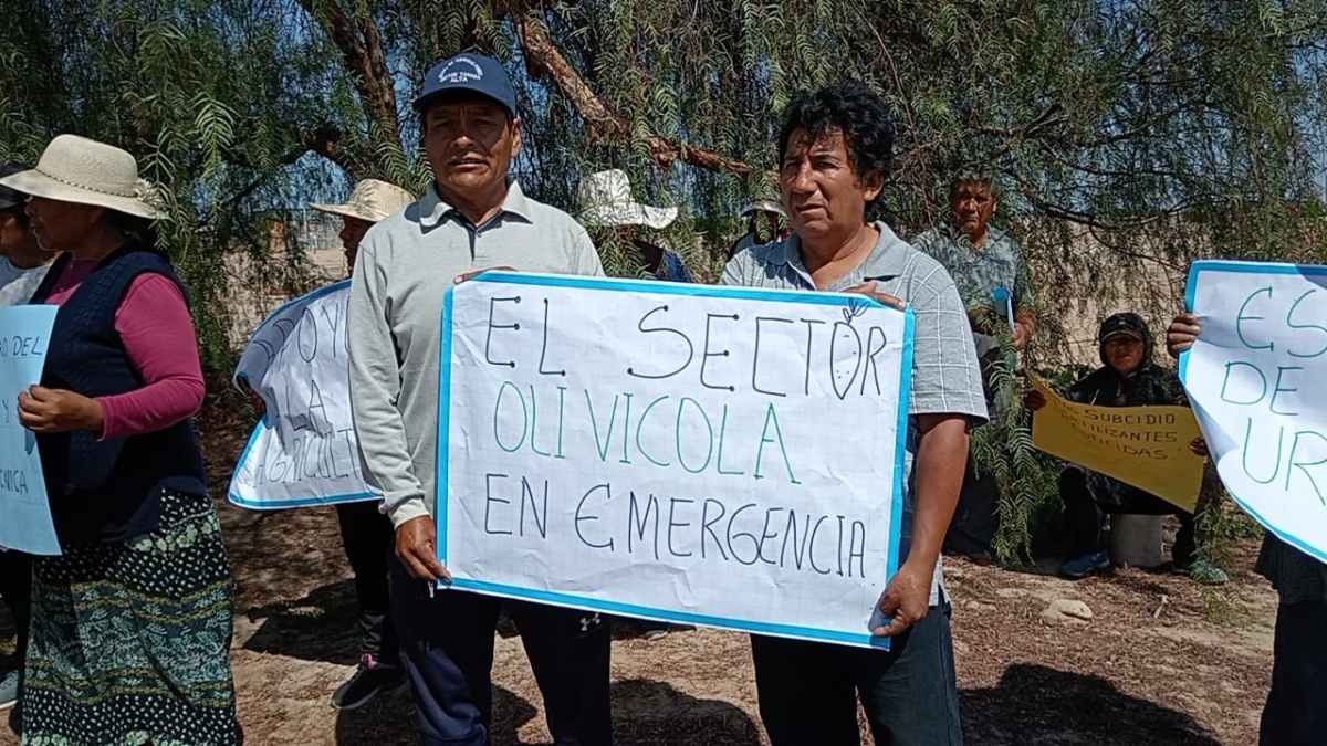 Piden se declare en emergencia La Yarada Los Palos por crisis en producción de aceituna