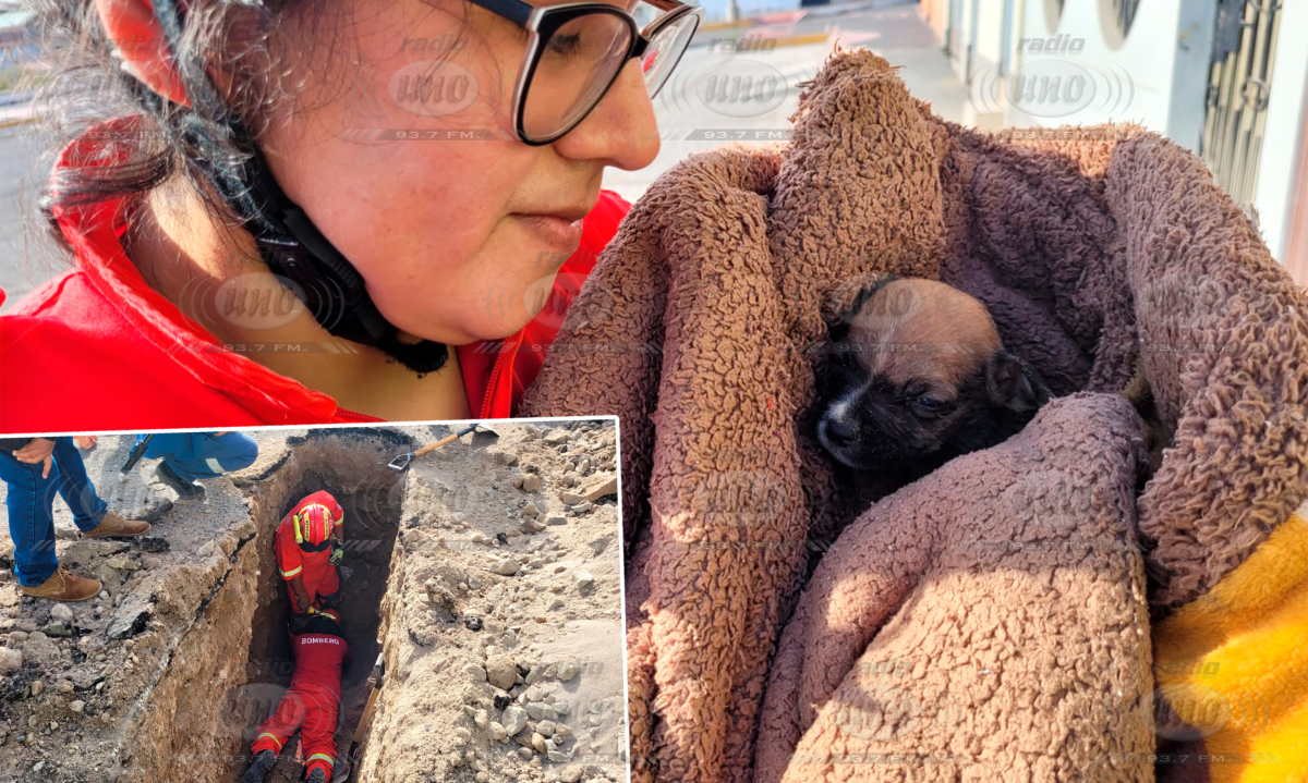 Ilo: Bomberos rescatan a cachorro que cayó a buzón de desagüe
