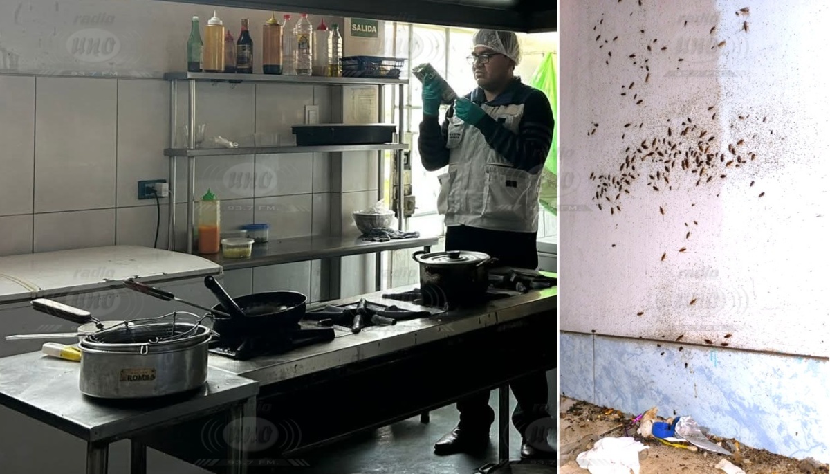 Hallan gran cantidad de cucarachas en – El reportero andino