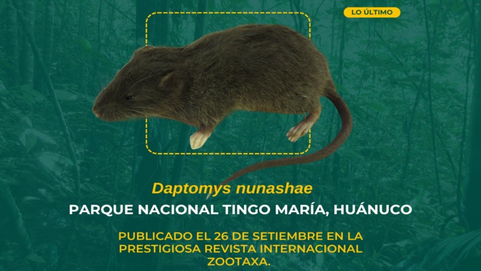 Descubren nueva especie de roedor en el Parque Nacional Tingo María: el enigmático Daptomys nunashae