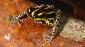 Nueva especie de rana, denominada Ranitomeya hwata