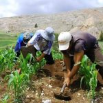 Garantiza protección para agricultores ante desastres climáticos con seguro gratuito