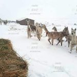 Intensa nevada afecta zonas altas de Mariscal Nieto y Sánchez Cerro