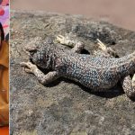 Investigador de la UNJBG descubre nueva especie de reptil en desiertos de Tacna