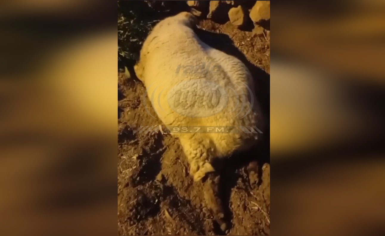 Denuncian negligencia veterinaria en Camilaca