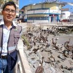 Retiran casi un centenar de especies marinas muertas del litoral de Ilo