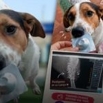 Atacan a perdigonazos a perro en Pacocha