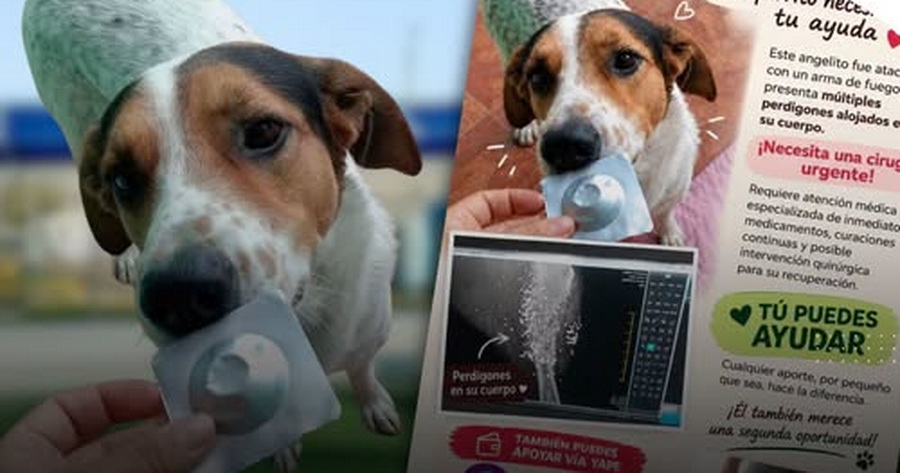 Atacan a perdigonazos a perro en Pacocha